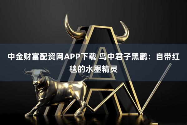 中金财富配资网APP下载 鸟中君子黑鹳:自带红毯的水墨精灵