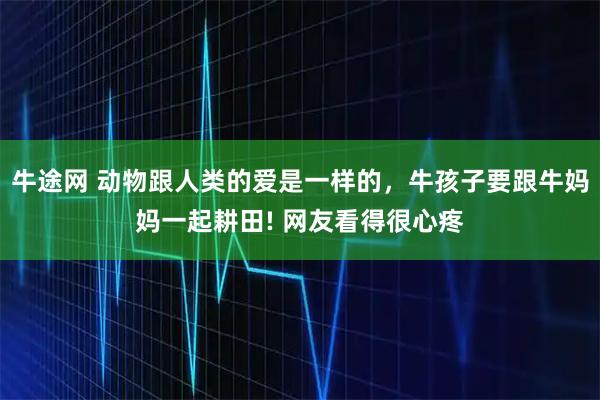牛途网 动物跟人类的爱是一样的,牛孩子要跟牛妈妈一起耕田! 网友看得很心疼